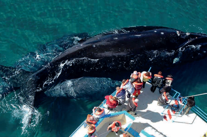 Ballenas y Tulipanes